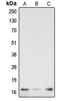CASP3 / Caspase 3 Antibody (Internal)