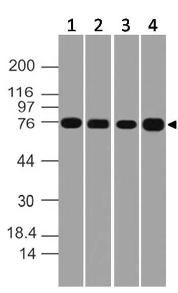 MTA2 Antibody