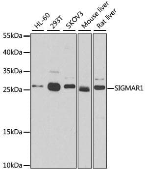 OPRS1 / SIGMAR1 Antibody