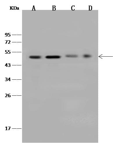 Polyclonal Rabbit anti-Human ZNF830 / CCDC16 Antibody (Preservative Free, IHC, IF, WB)