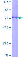 Human PLEK2 Protein (Recombinant GST)