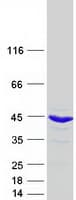 Human PSMD7 / MOV34 Protein (Recombinant Myc-DDK (Flag))