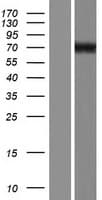 GPC3 / Glypican 3 Protein (Over-Expression Lysate Myc-DDK (Flag))