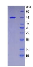 Human ACTB / Beta Actin Protein (Recombinant His, N-Terminal)