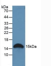 LGALS2 / Galectin 2 Antibody (aa1-130)