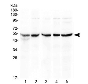 EIF3E Antibody