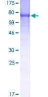 Human STAM2 Protein (Recombinant GST)