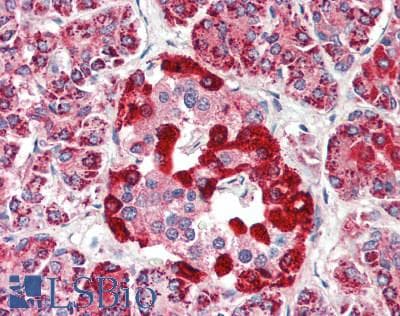 IHC-plus™ UBL4A Antibody