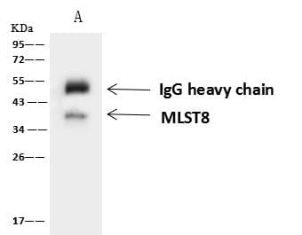 MLST8 / GBL Antibody