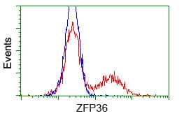 Monoclonal Mouse anti-Human ZFP36 / Tristetraprolin Antibody (clone OTI8B5, IHC, IF, WB)