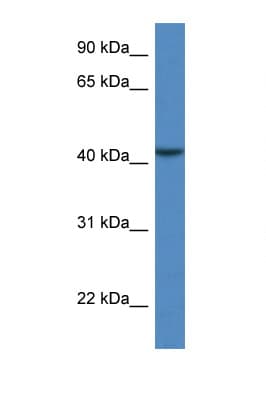 CAB39L Antibody (aa51-100)