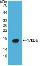 ATP4A Antibody (aa798-896, APC)