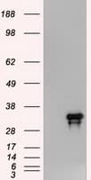 NOG / Noggin Antibody (clone OTI4C12)