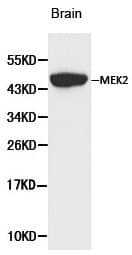 Polyclonal Rabbit anti-Human MAP2K2 / MKK2 / MEK2 Antibody (WB)