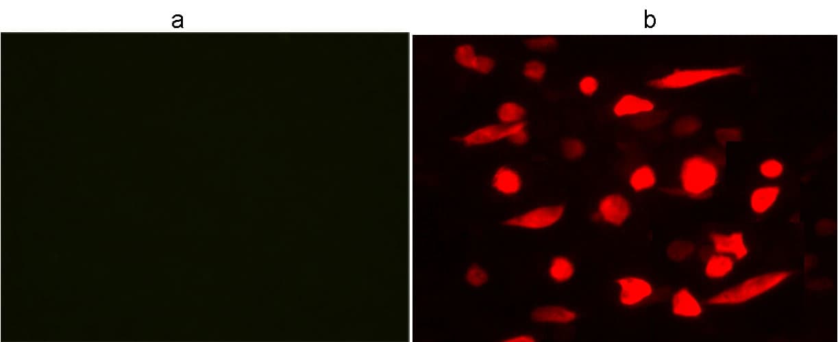 Monoclonal Mouse DYKDDDDK Tag Antibody (HiLyte Fluor 555, IF)