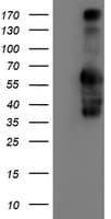 IDS / Iduronate 2 Sulfatase Antibody (clone OTI4G2)