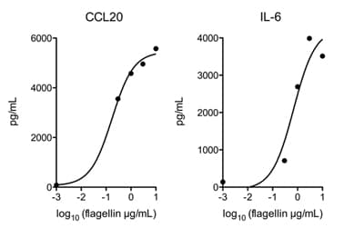 fliC / Flagellin Protein (Native)