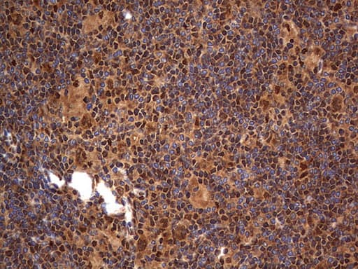 H2AFY2 Antibody (aa2-261, clone OTI1C2)