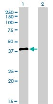 IRF2 Antibody (clone 3B5)