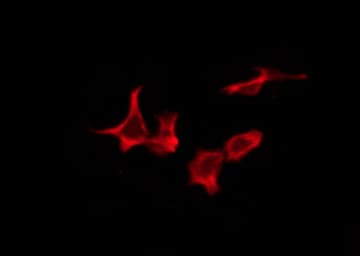 OR10Z1 Antibody