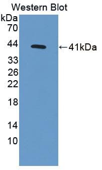 MSMB / MSP Antibody (aa21-113, APC, Cy7)