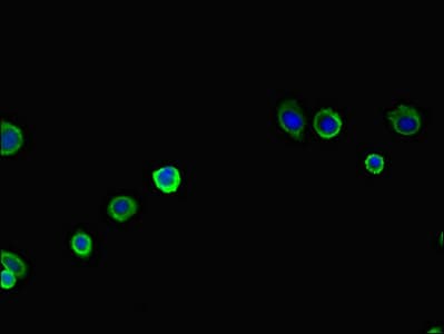 PAN2 / USP52 Antibody
