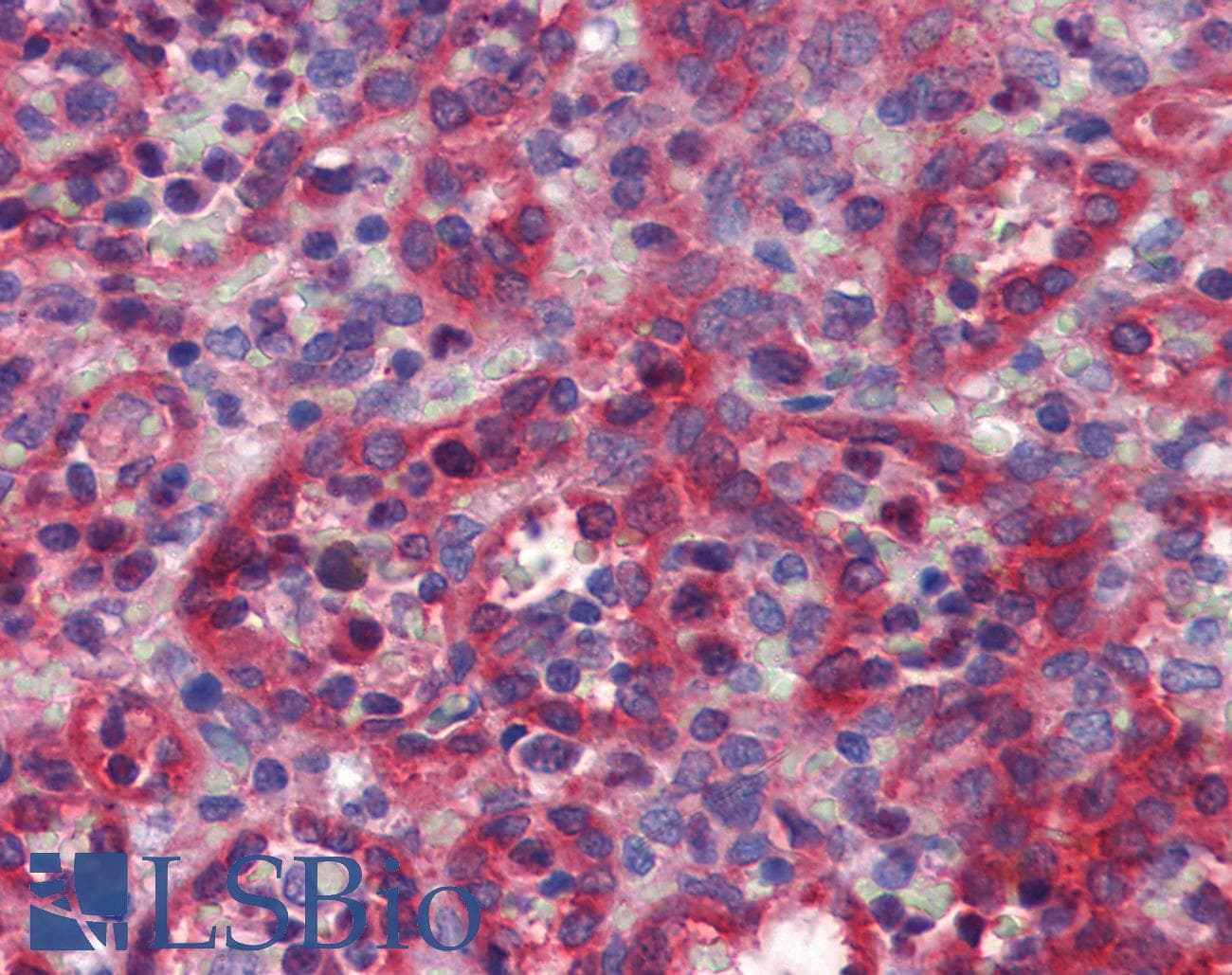 IHC-plus™ NOS3 / eNOS Antibody