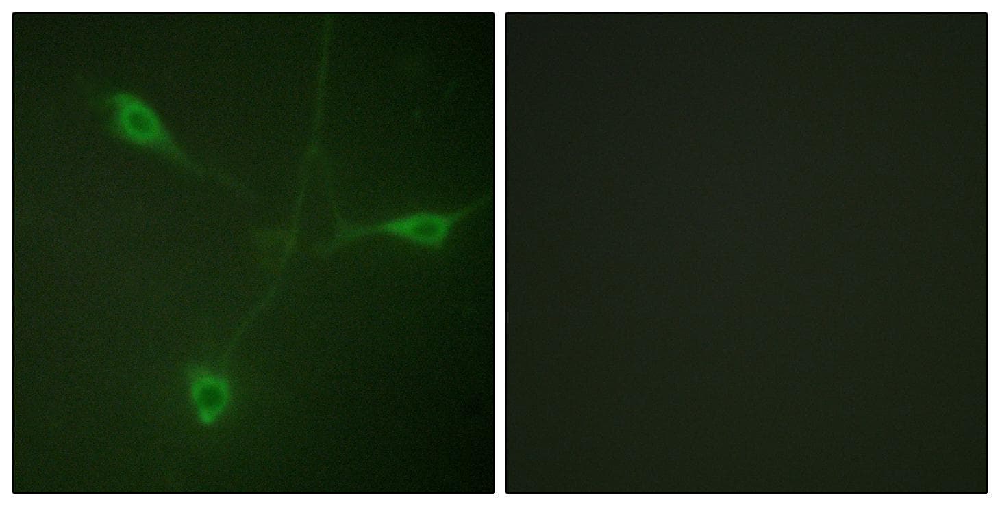 Polyclonal Rabbit anti-Human HSP90AB1 / HSP90 Alpha B1 Antibody (phospho-Ser226, IF, WB)