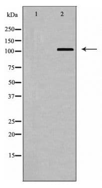 Polyclonal Rabbit anti-Human BUB1 Antibody (WB)