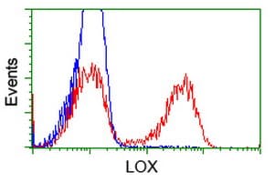 LOX / Lysyl Oxidase Antibody (clone OTI6B7)