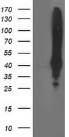 MSI1 / Musashi 1 Antibody (clone OTI2G9)
