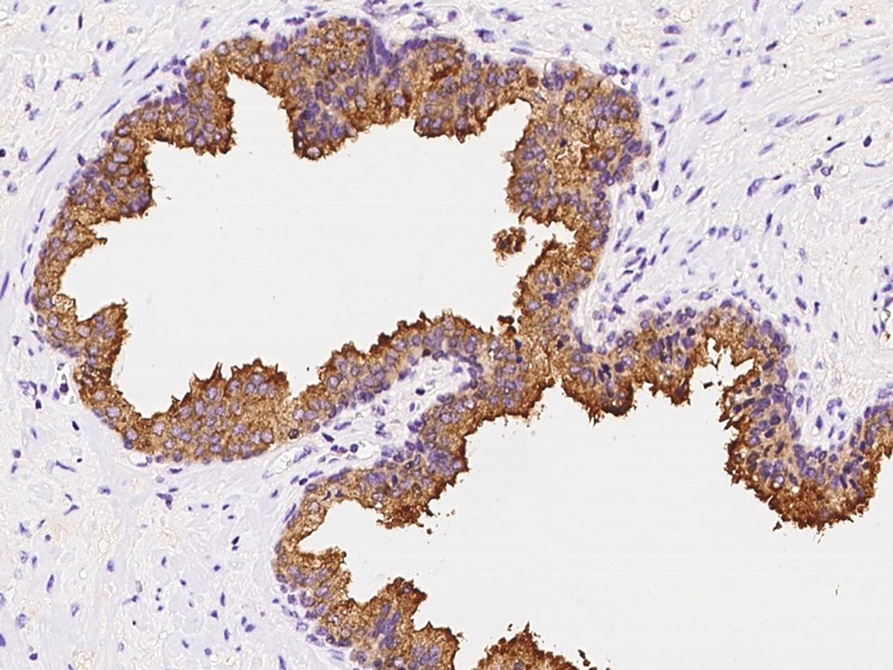 AZGP1 / ZAG Antibody (Preservative Free)