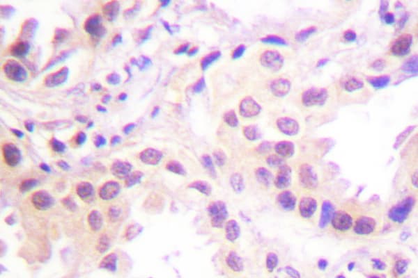 CUL2 / Cullin 2 Antibody (Ile726)