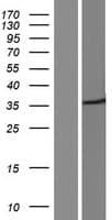 STX3 / Syntaxin 3 Protein (Over-Expression Lysate Myc-DDK (Flag))