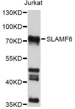 SLAMF6 / NTBA Antibody