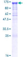 Human PCDHGA12 Protein (Recombinant GST)