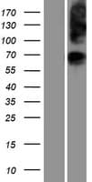 SLC37A1 Protein (Over-Expression Lysate Myc-DDK (Flag))