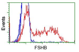 Monoclonal Mouse anti-Human FSHB / FSH Beta Antibody (clone OTI4E10, WB)