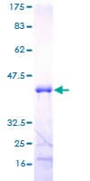 Human MED21 Protein (Recombinant GST)