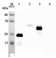 IL-33 Antibody (clone IL33026B)
