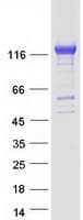 Human NRP2 / Neuropilin 2 Protein (Recombinant Myc-DDK (Flag))