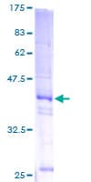 Human H2AFZ / H2A.z Protein (Recombinant GST)