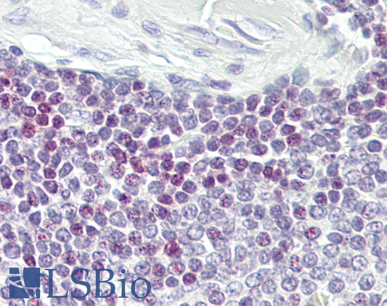 ELF1 Antibody (aa142-191)