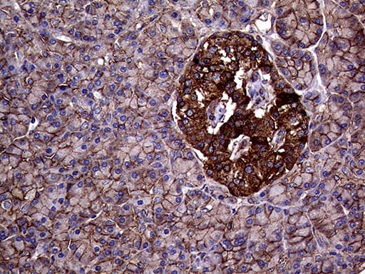 GNAS Antibody (clone OTI7H4)