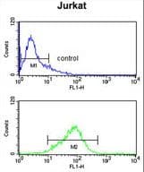 Polyclonal Rabbit anti-Human CASD1 Antibody (aa97-126, WB)