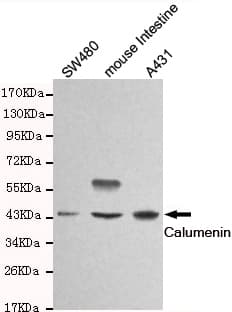 CALU / Calumenin Antibody