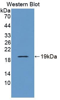 NUDC Antibody (aa167-298)