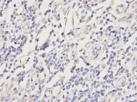 IHC-plus™ PRDX2 / Peroxiredoxin 2 Antibody
