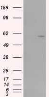 CYP1A2 Antibody (clone OTI15E2)