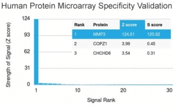 MMP3 Antibody (clone MMP3/2655)